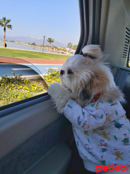 Shih Tzu, Köpek  Puki fotoğrafı