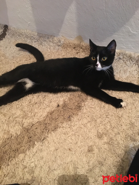Tekir Kedi, Kedi  Şanslı fotoğrafı
