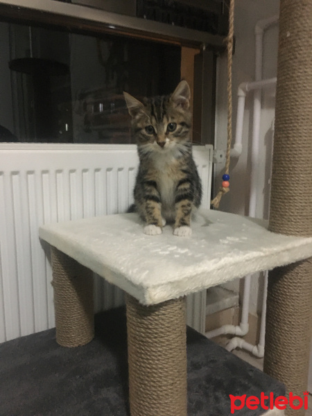 Tekir Kedi, Kedi  Pamuk fotoğrafı