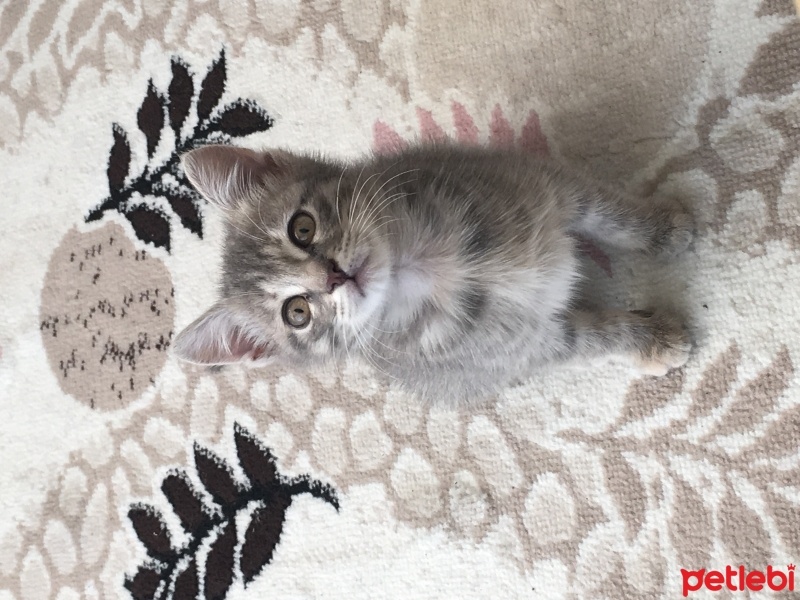 Tekir Kedi, Kedi  Aşk fotoğrafı