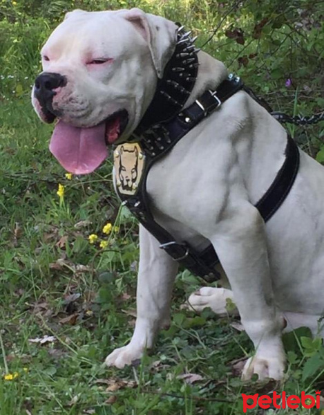 Amerikan Bulldog, Köpek  Bulut fotoğrafı