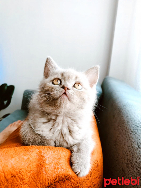 British Shorthair, Kedi  Zeus fotoğrafı