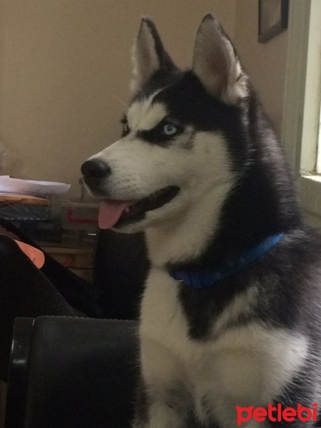 Sibirya Kurdu (Husky), Köpek  Pascal fotoğrafı