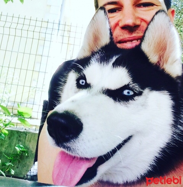 Sibirya Kurdu (Husky), Köpek  Pascal fotoğrafı