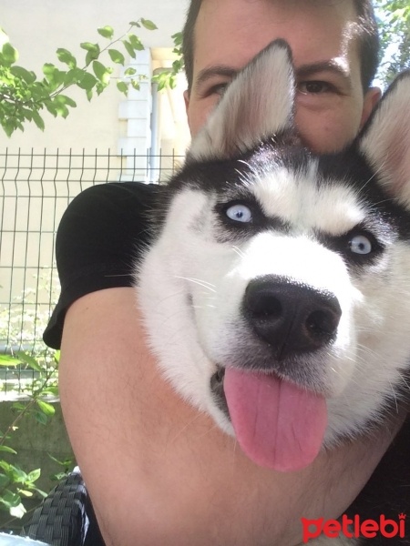 Sibirya Kurdu (Husky), Köpek  Pascal fotoğrafı