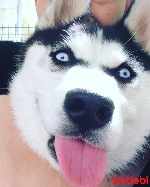Sibirya Kurdu (Husky), Köpek  Pascal fotoğrafı