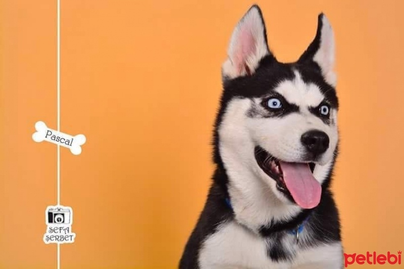 Sibirya Kurdu (Husky), Köpek  Pascal fotoğrafı