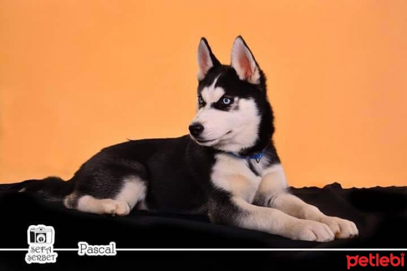 Sibirya Kurdu (Husky), Köpek  Pascal fotoğrafı