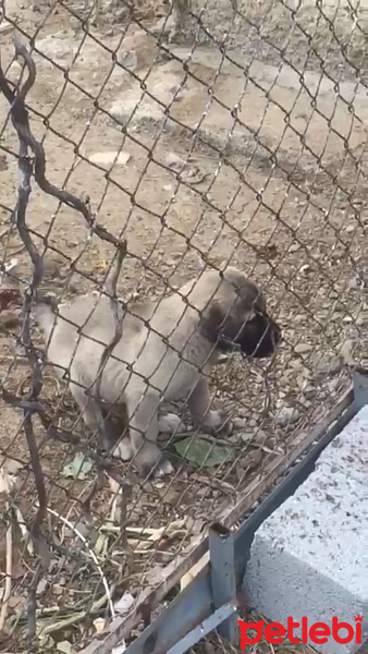 Kangal, Köpek  PAŞA fotoğrafı