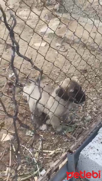 Kangal, Köpek  PAŞA fotoğrafı