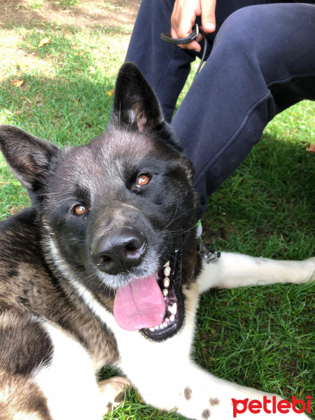 Akita İnu, Köpek  Ares fotoğrafı