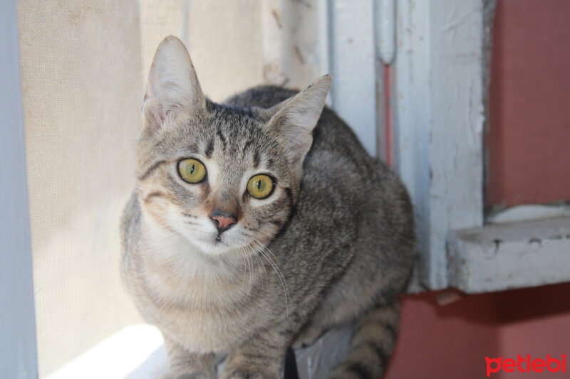 Tekir Kedi, Kedi  Şila fotoğrafı