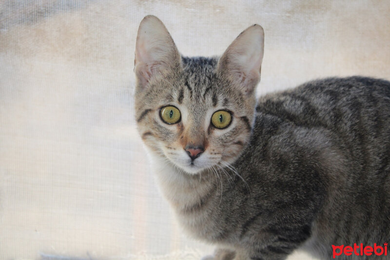 Tekir Kedi, Kedi  Şila fotoğrafı