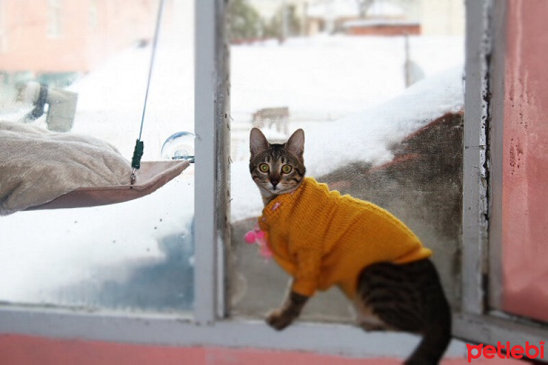 Tekir Kedi, Kedi  Şila fotoğrafı