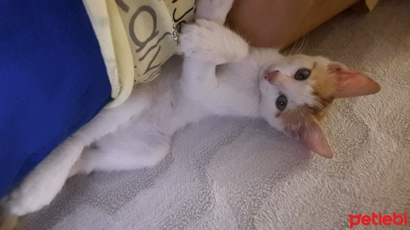 Californian Spangled, Kedi  Paşa fotoğrafı