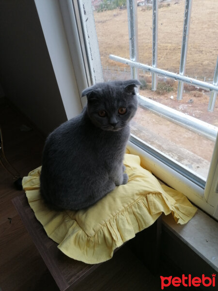 Scottish Fold, Kedi  Mia fotoğrafı