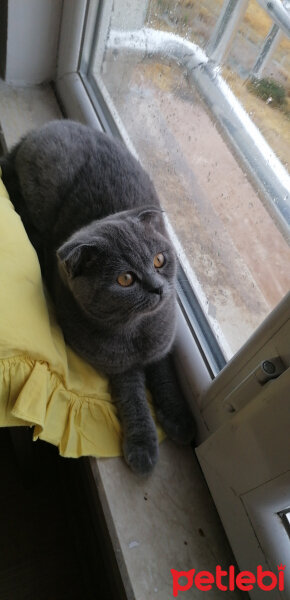 Scottish Fold, Kedi  Mia fotoğrafı