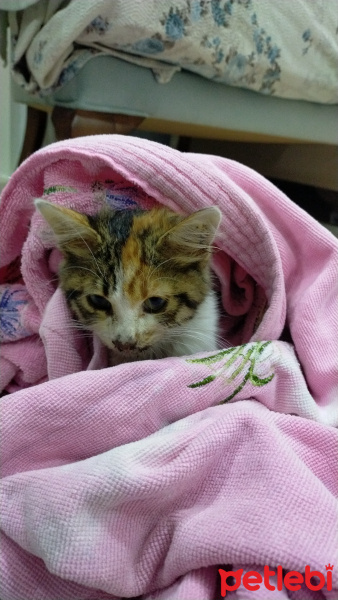 Tekir Kedi, Kedi  Lila(adını bilmiyor) fotoğrafı