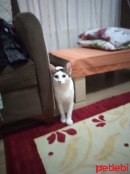 Tekir Kedi, Kedi  Alfa fotoğrafı