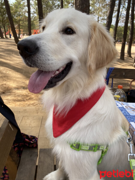 Golden Retriever, Köpek  Su Aydın fotoğrafı