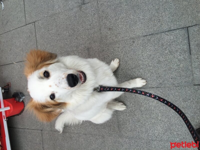 Border Collie, Köpek  Cenci fotoğrafı