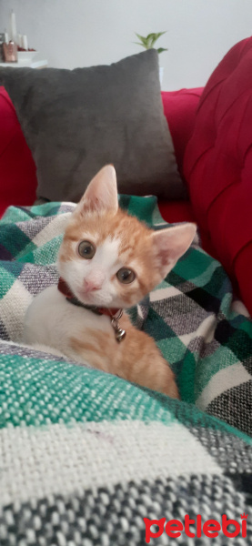 Sarman, Kedi  Luci fotoğrafı