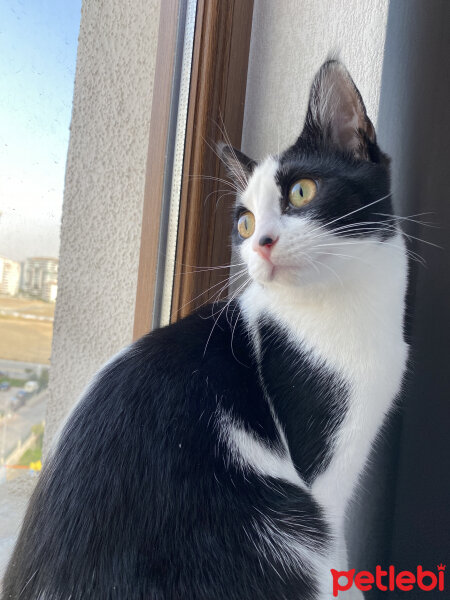 Tuxedo (Smokin) Kedi, Kedi  Smoky fotoğrafı