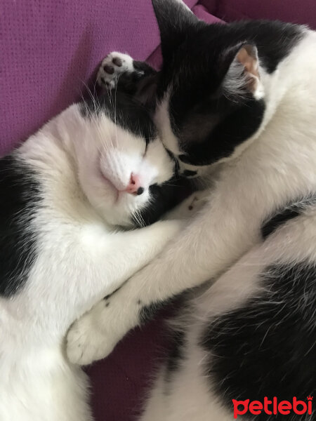 Tuxedo (Smokin) Kedi, Kedi  Smoky fotoğrafı