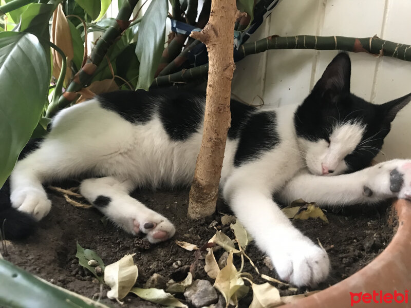 Tuxedo (Smokin) Kedi, Kedi  Smoky fotoğrafı