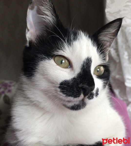 Tuxedo (Smokin) Kedi, Kedi  Oscar fotoğrafı