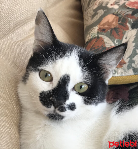 Tuxedo (Smokin) Kedi, Kedi  Oscar fotoğrafı