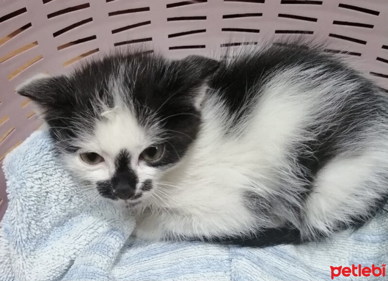 Tuxedo (Smokin) Kedi, Kedi  Oscar fotoğrafı