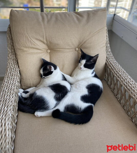 Tuxedo (Smokin) Kedi, Kedi  Oscar fotoğrafı