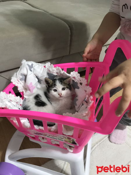 Tekir Kedi, Kedi  balım fotoğrafı
