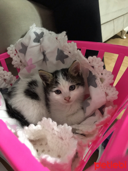 Tekir Kedi, Kedi  balım fotoğrafı