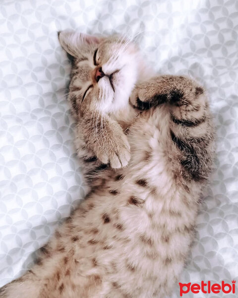 British Shorthair, Kedi  Anda fotoğrafı