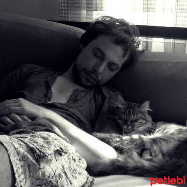 Tekir Kedi, Kedi  Gypsy fotoğrafı