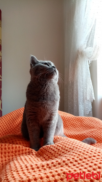 British Shorthair, Kedi  Pablo fotoğrafı