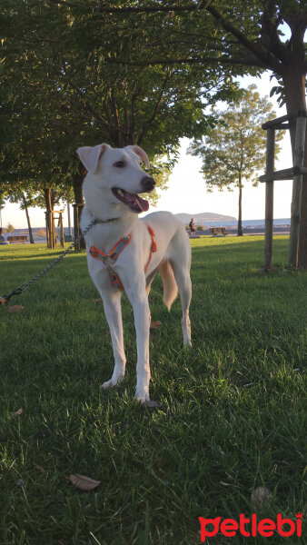 Labrador Retriever, Köpek  Angel fotoğrafı