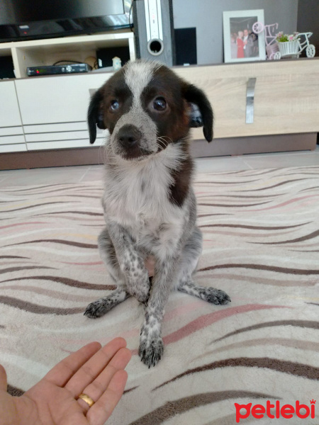 Russian Spaniel, Köpek  Duman fotoğrafı