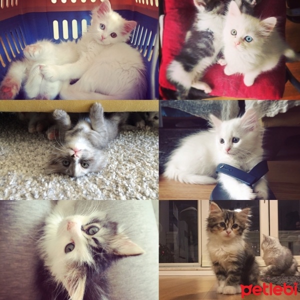 Ankara Kedisi, Kedi  Salma , hasna , mezo . Loza , sila  fotoğrafı