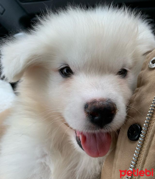 Samoyed, Köpek  Milka fotoğrafı