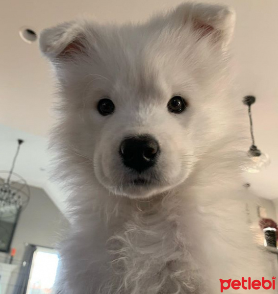 Samoyed, Köpek  Milka fotoğrafı