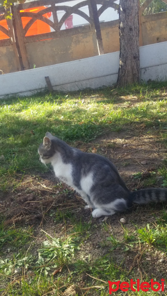 Tekir Kedi, Kedi  Balon fotoğrafı