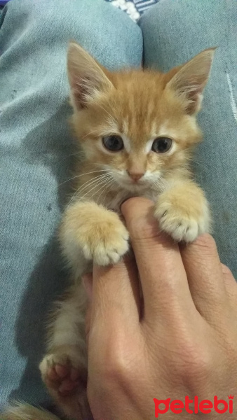 Sarman, Kedi  Şeker fotoğrafı