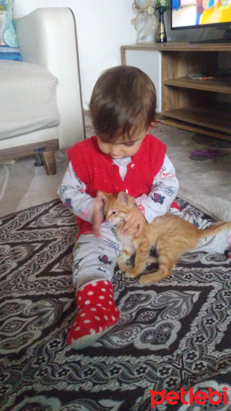 Sarman, Kedi  Şeker fotoğrafı