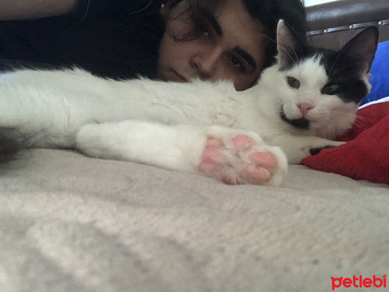 Tuxedo (Smokin) Kedi, Kedi  Dobby fotoğrafı
