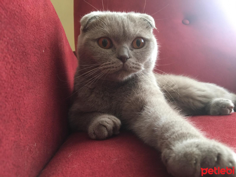 Scottish Fold, Kedi  Maya fotoğrafı