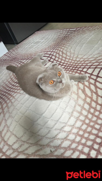 Scottish Fold, Kedi  Maya fotoğrafı
