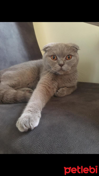 Scottish Fold, Kedi  Maya fotoğrafı